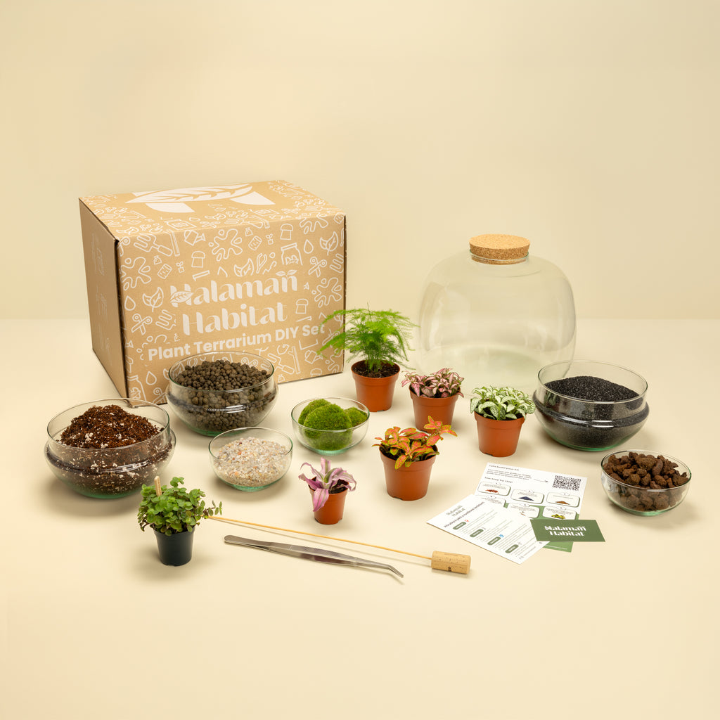 DIY Terrarium Set - Dasha