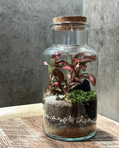 DIY Terrarium Set - Anne