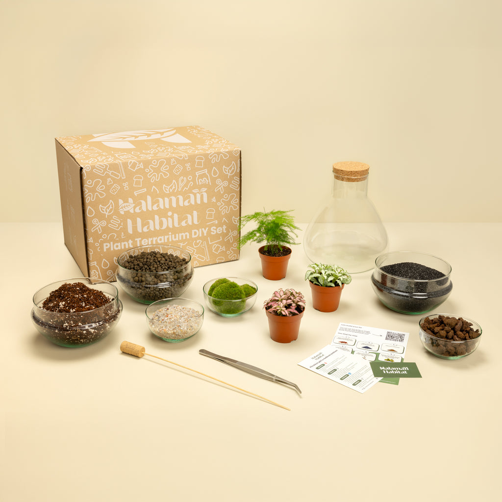 DIY Terrarium Set - Tomas Medium