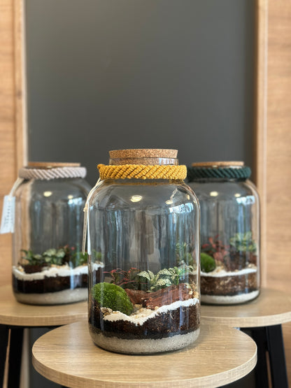 Plant Terrarium In Glass - Nenita