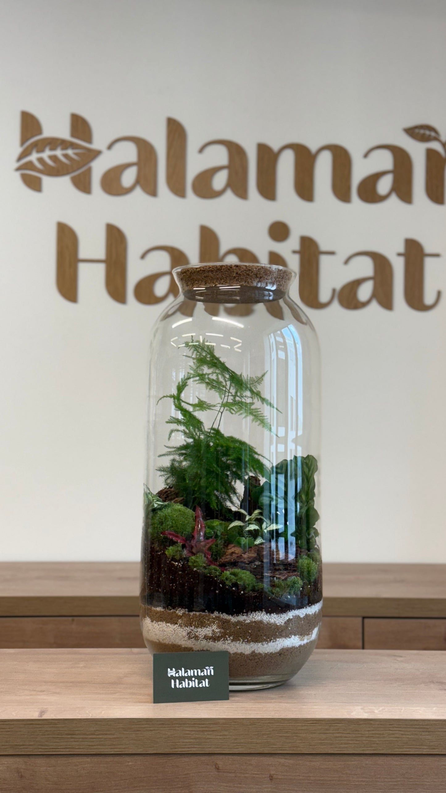 Plant Terrarium In Glass - Radka