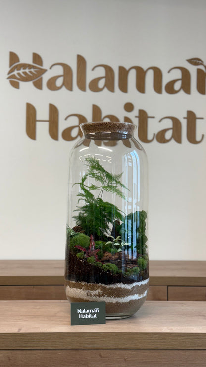 Plant Terrarium In Glass - Radka