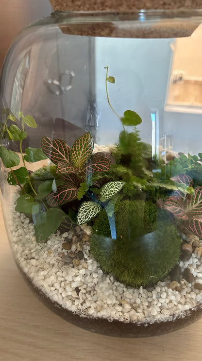 Plant Terrarium In Glass - Rose