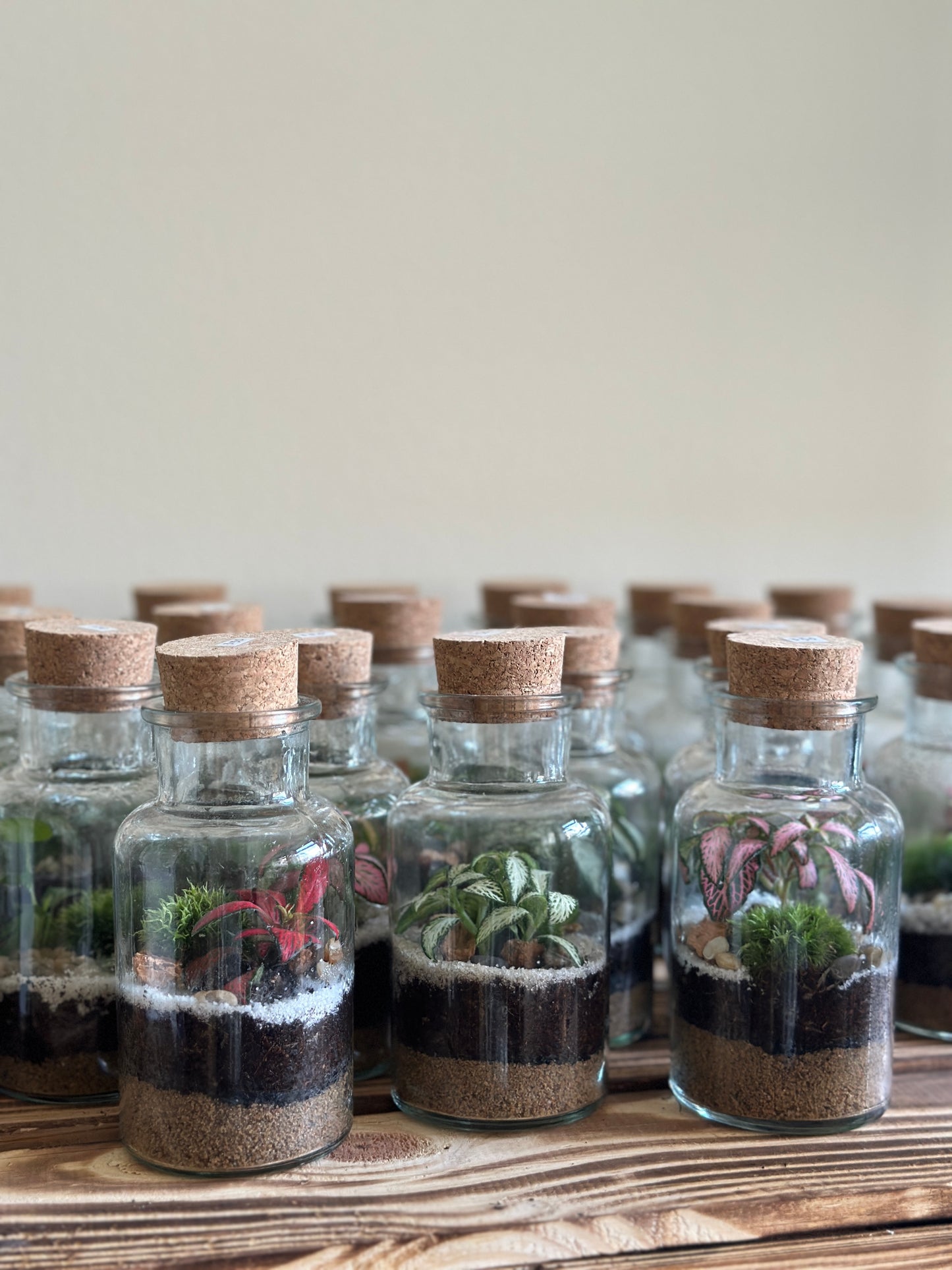 DIY Terrarium Set - Kyla