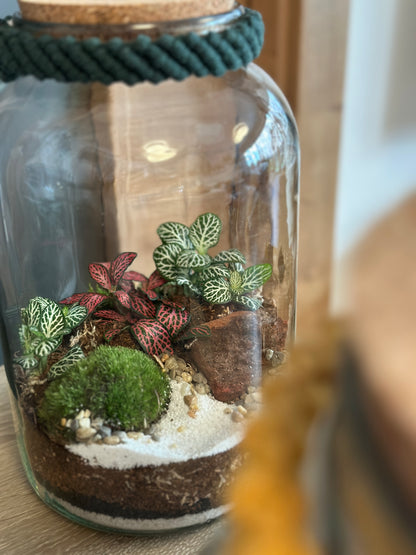 Plant Terrarium In Glass - Nenita