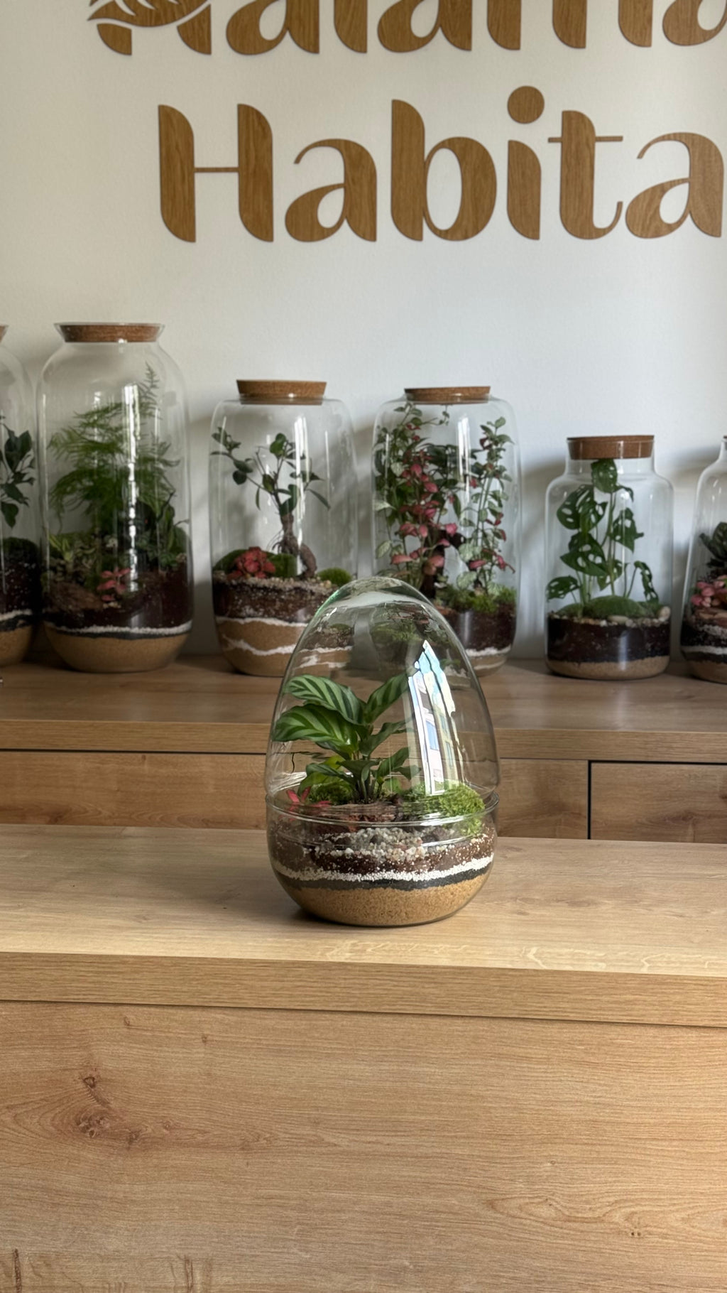 Plant Terrarium In Glass - Jordan