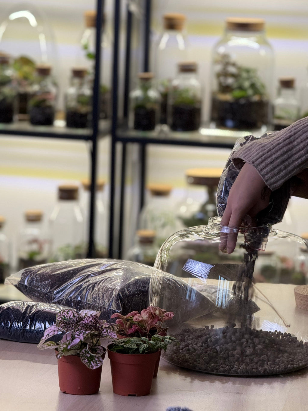 DIY Terrarium Set - Dasha