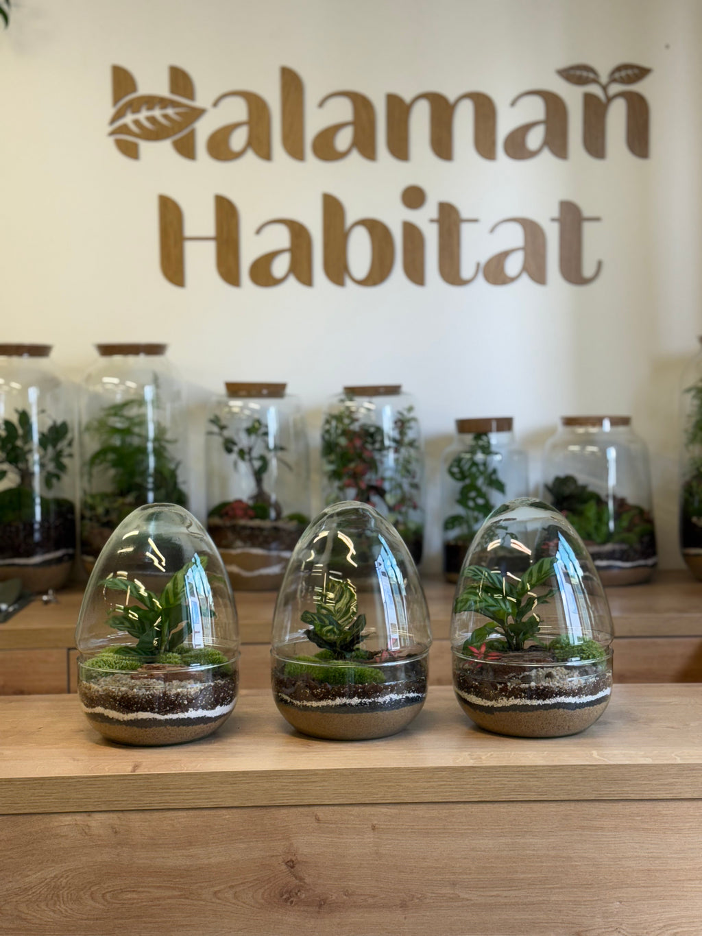 Plant Terrarium In Glass - Jordan