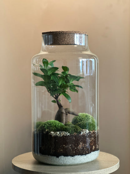 Plant Terrarium In Glass - Tadeáš