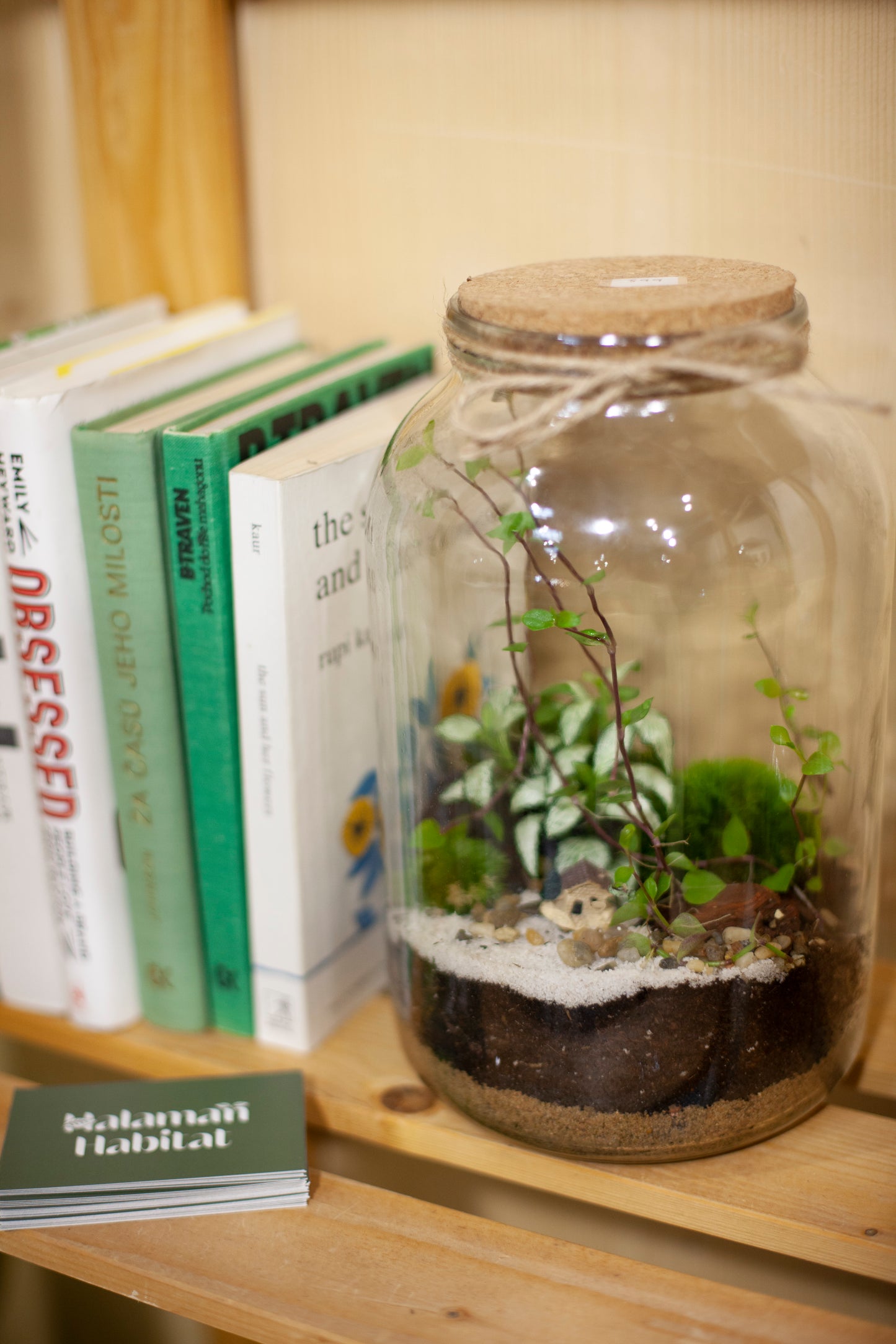 Plant Terrarium In Glass - Nenita