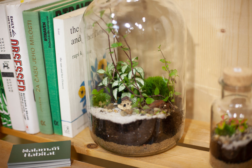 DIY Terrarium Set - Nenita