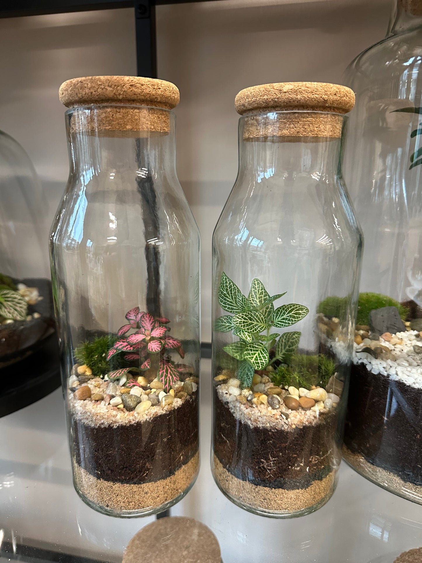 Plant Terrarium In Glass - Martin