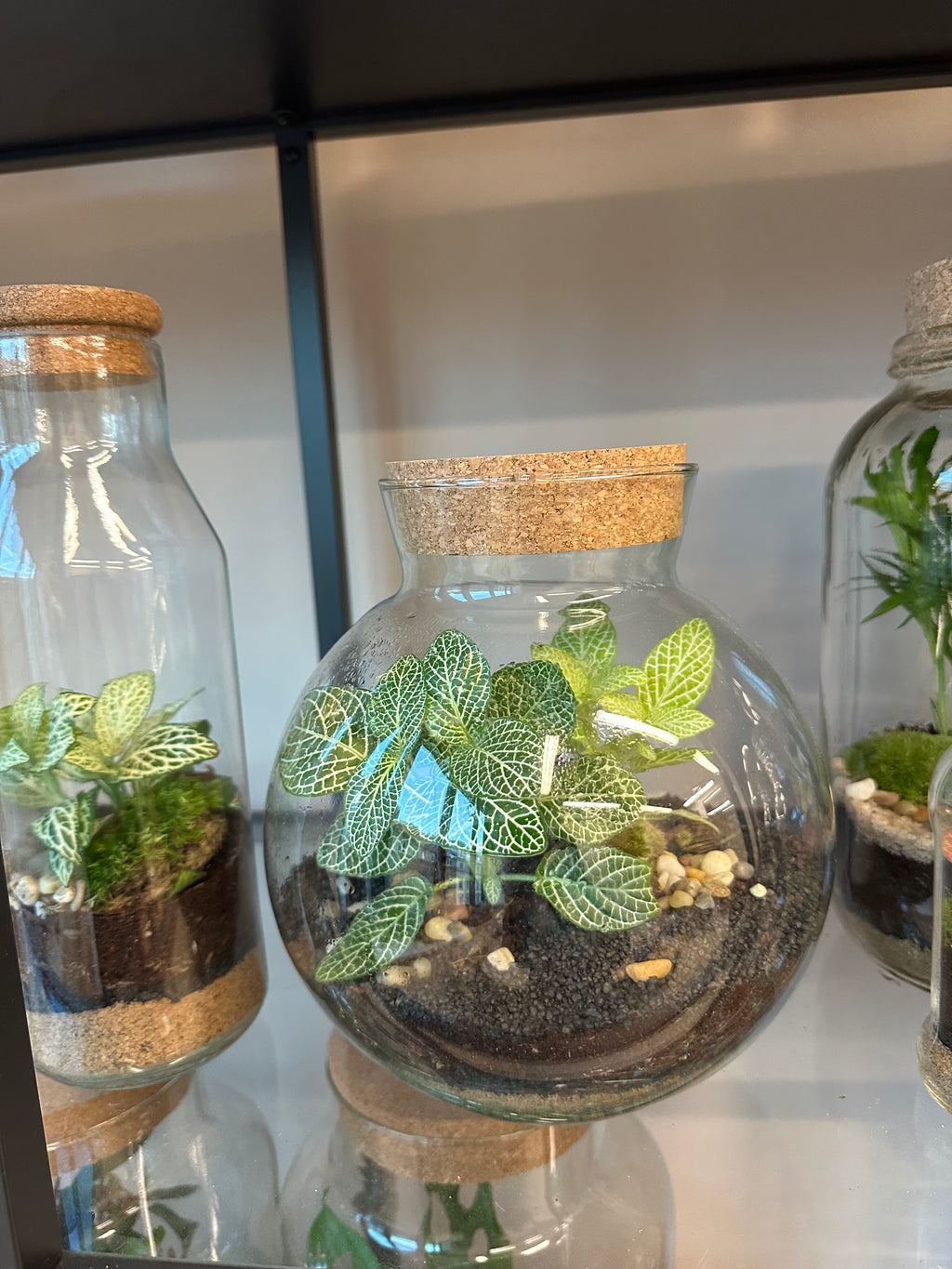 Plant Terrarium In Glass - Mauricio