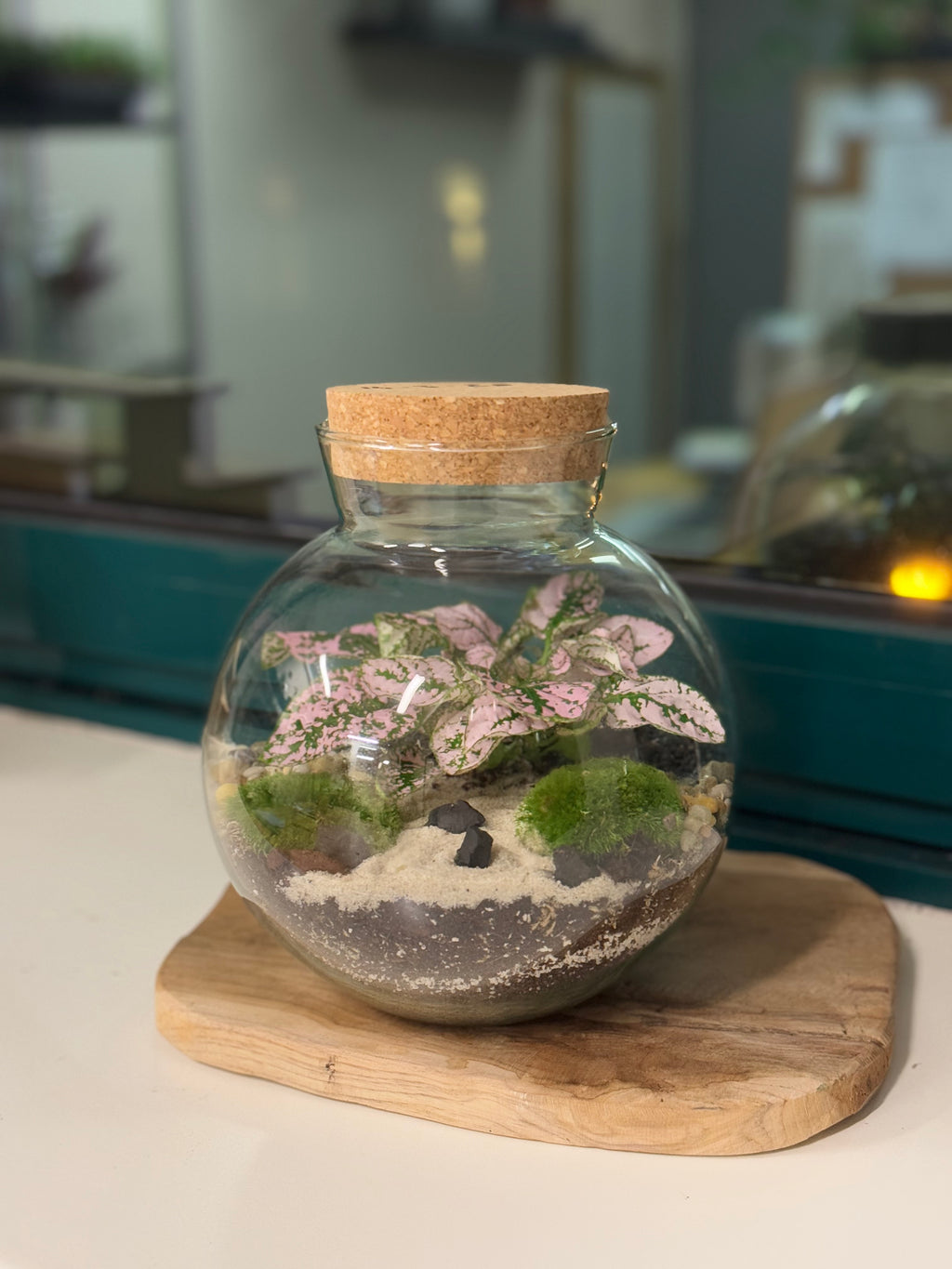 Plant Terrarium In Glass - Mauricio