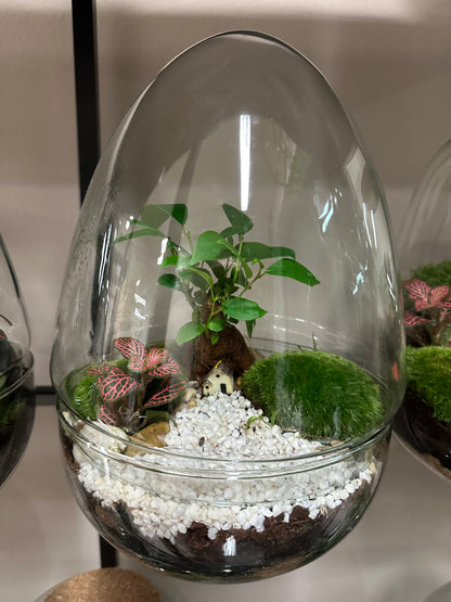 Plant Terrarium In Glass - Jordan