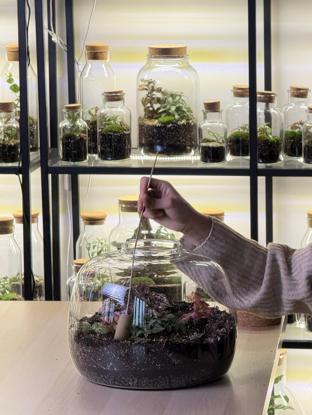 DIY Terrarium Set - Dasha