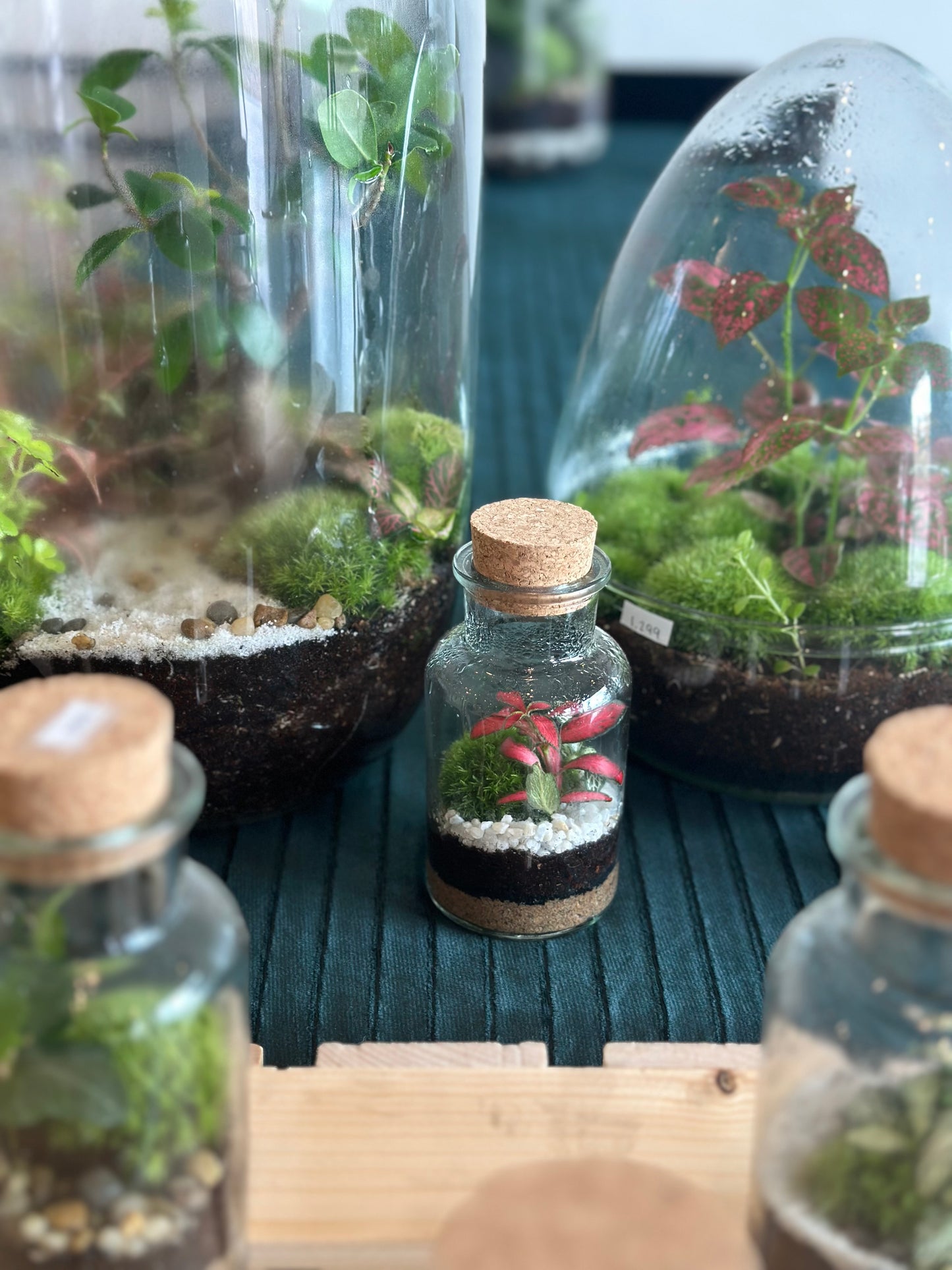 DIY Terrarium Set - Kyla