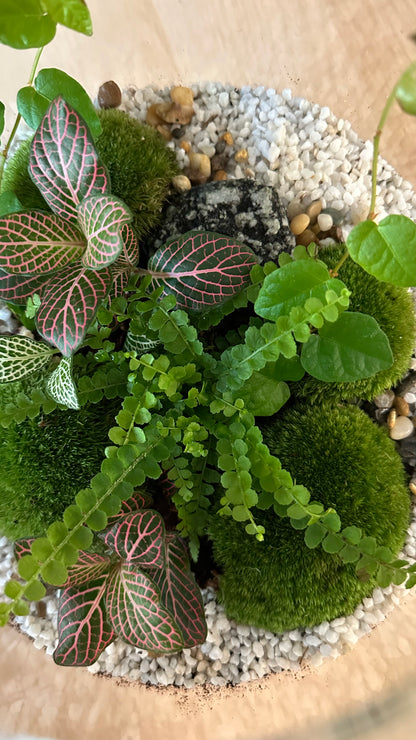 Plant Terrarium In Glass - Rose