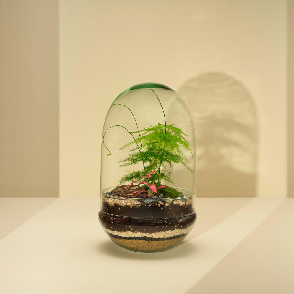Plant Terrarium In Glass - Adam