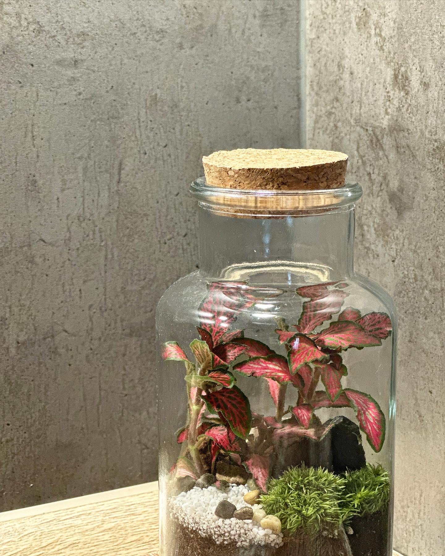 DIY Terrarium Set - Anne