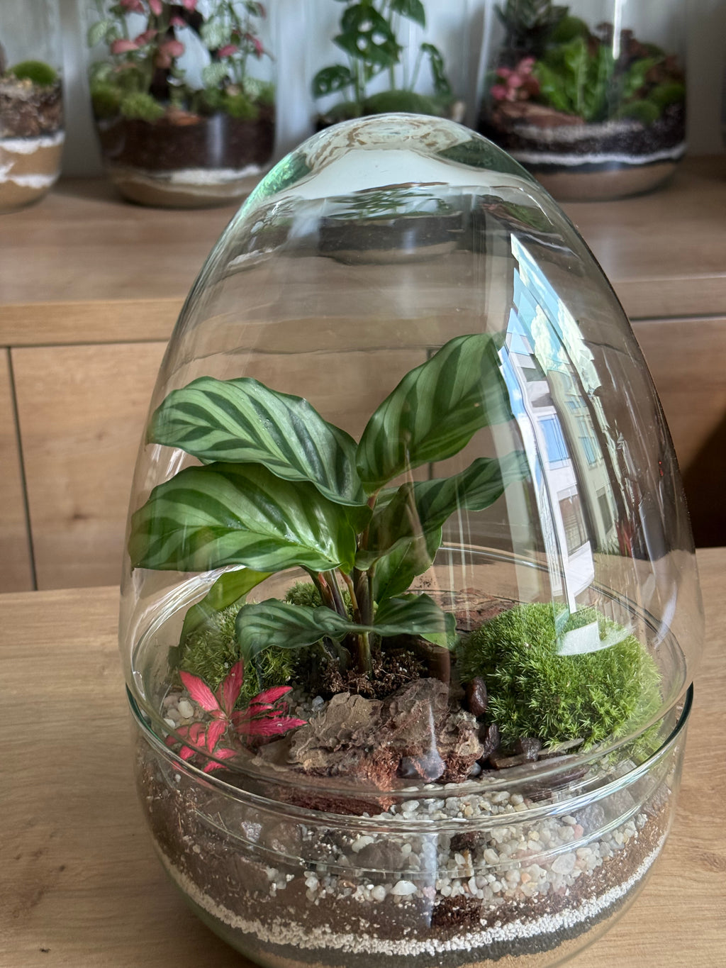 Plant Terrarium In Glass - Jordan