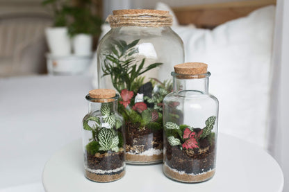 Plant Terrarium In Glass - Nenita