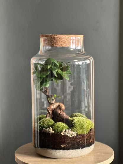 Plant Terrarium In Glass - Tadeáš