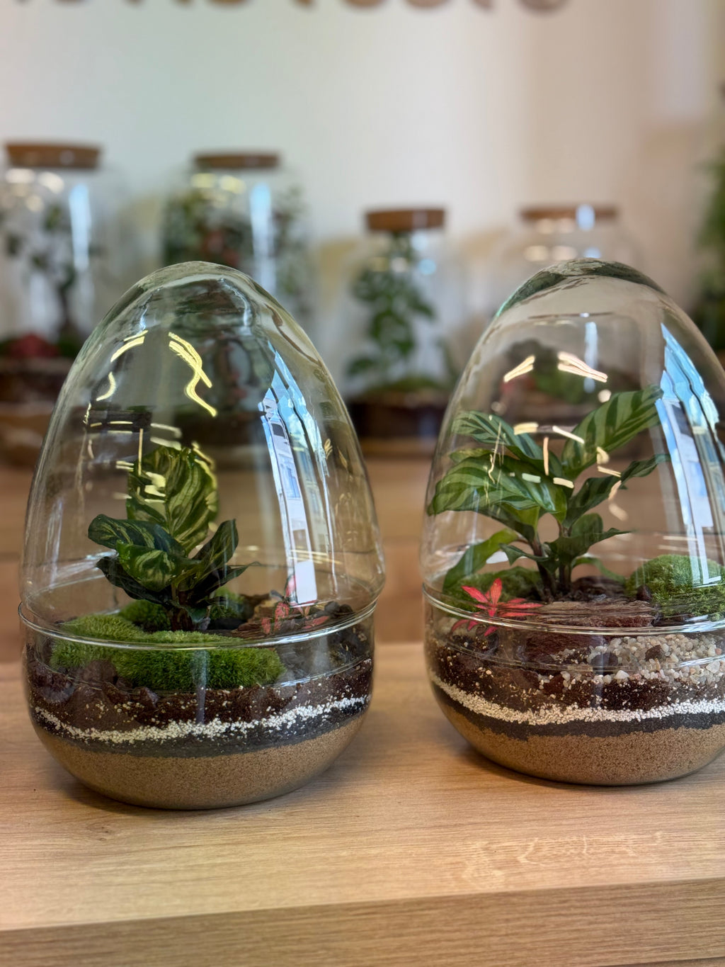 Plant Terrarium In Glass - Jordan