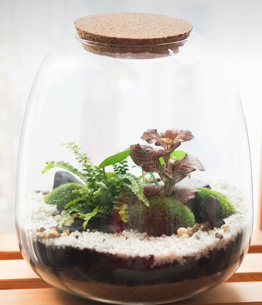 Plant Terrarium In Glass - Rose