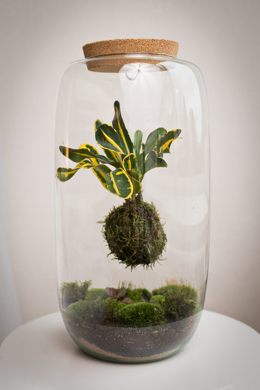 Plant Terrarium In Glass - Kokedarium