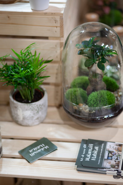 Plant Terrarium In Glass - Adam