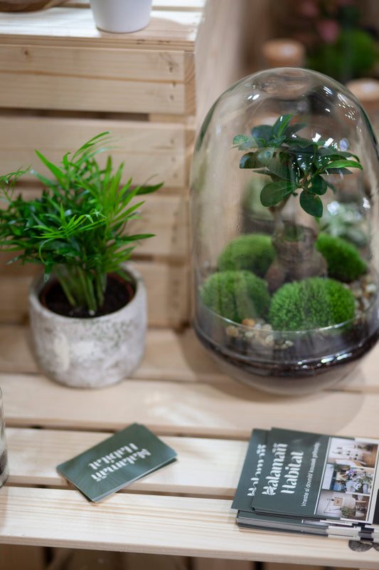 Plant Terrarium In Glass - Adam