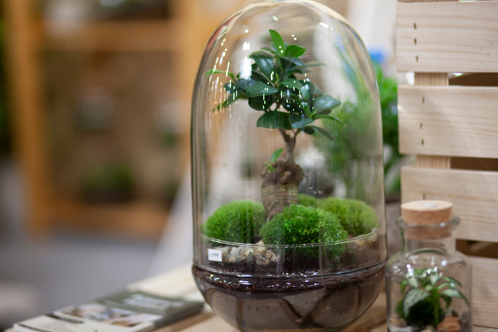 Plant Terrarium In Glass - Adam