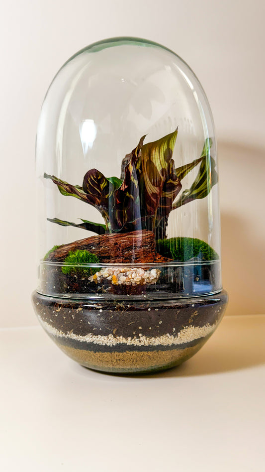 Plant Terrarium In Glass - Adam