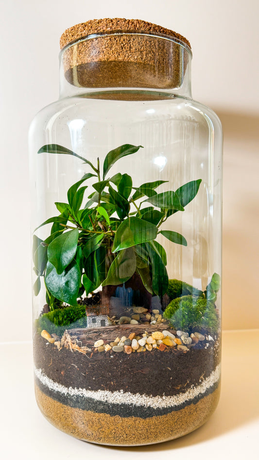 Plant Terrarium In Glass - Tadeáš