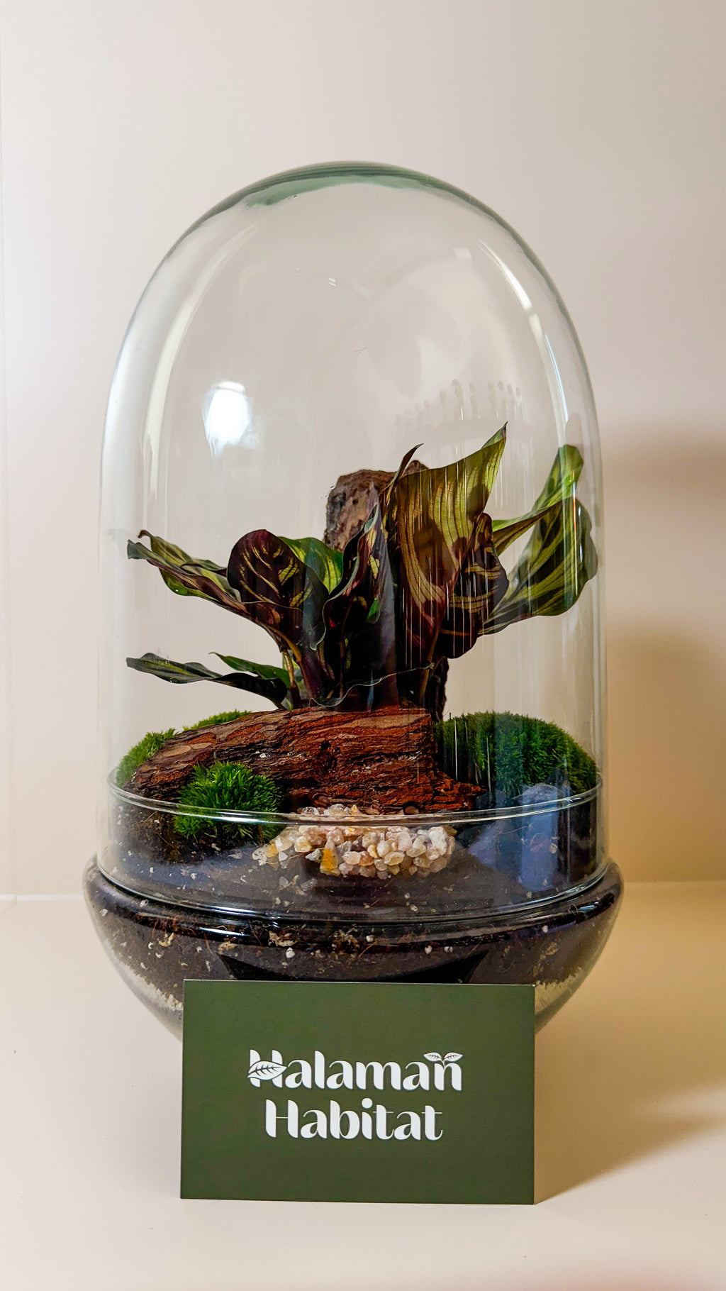 Plant Terrarium In Glass - Adam