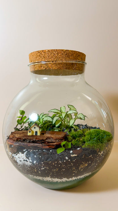 Plant Terrarium In Glass - Mauricio