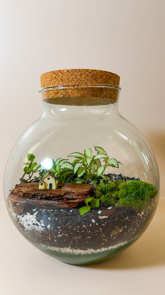 Plant Terrarium In Glass - Mauricio