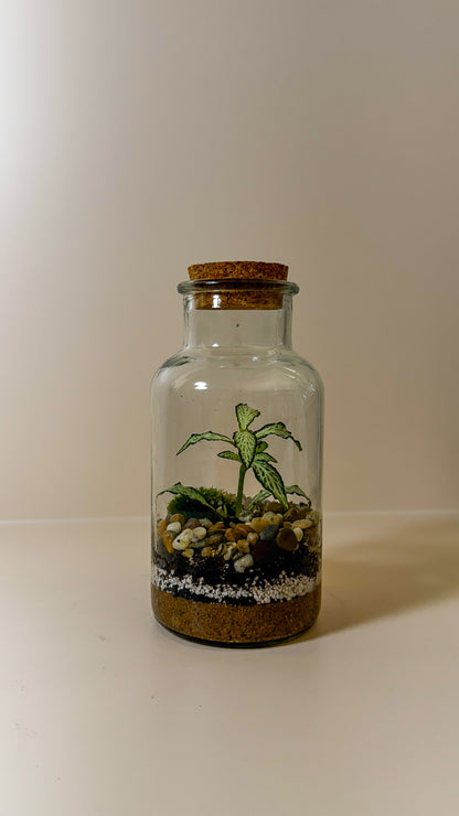 Plant Terrarium In Glass - Anne
