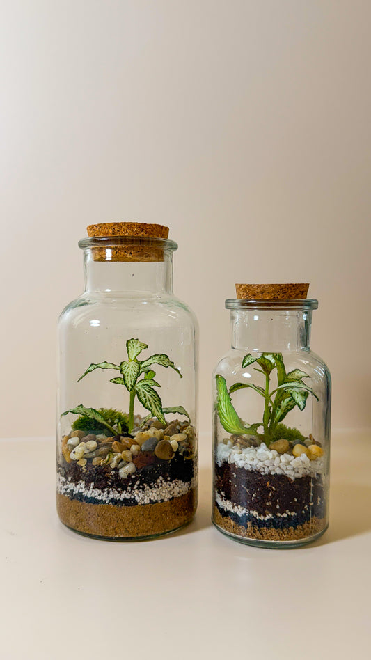 Plant Terrarium In Glass - Kyla