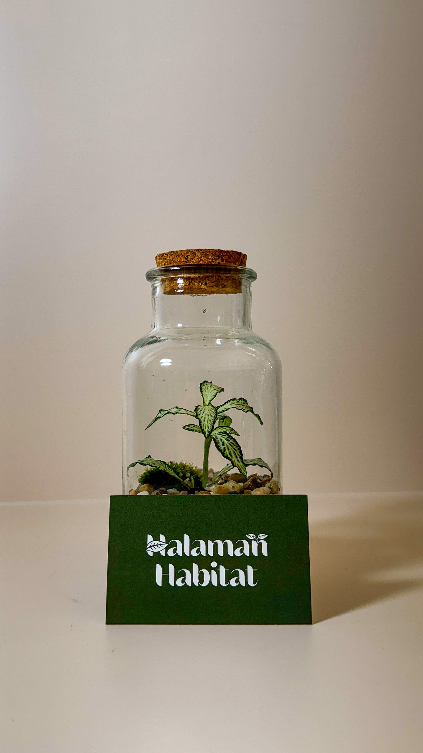 Plant Terrarium In Glass - Anne