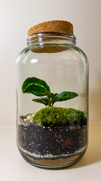 Plant Terrarium In Glass - Nenita