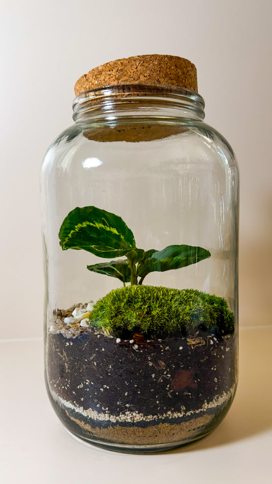 Plant Terrarium In Glass - Nenita