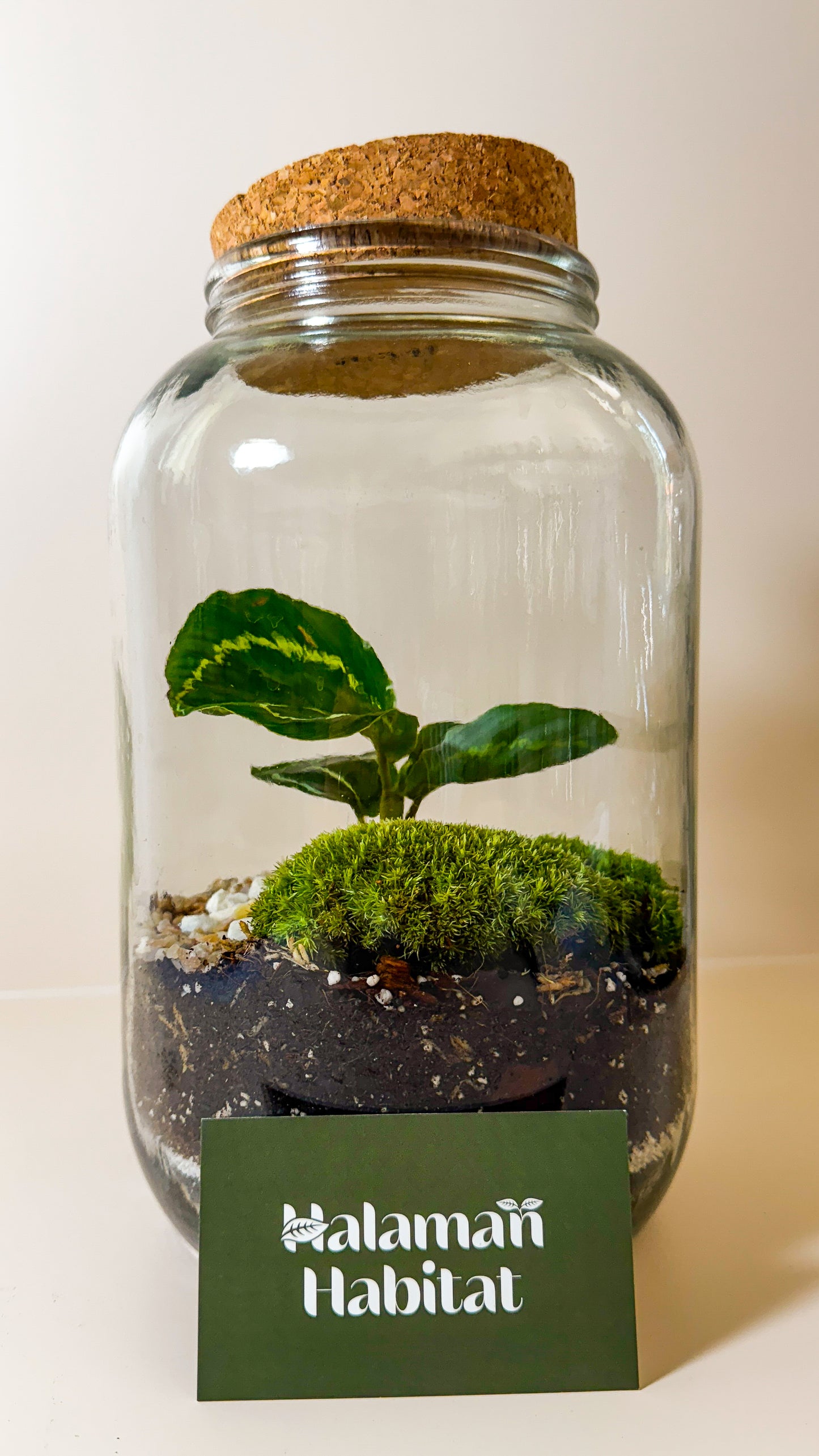 Plant Terrarium In Glass - Nenita