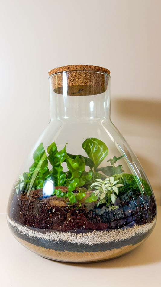 Plant Terrarium In Glass - Tomáš