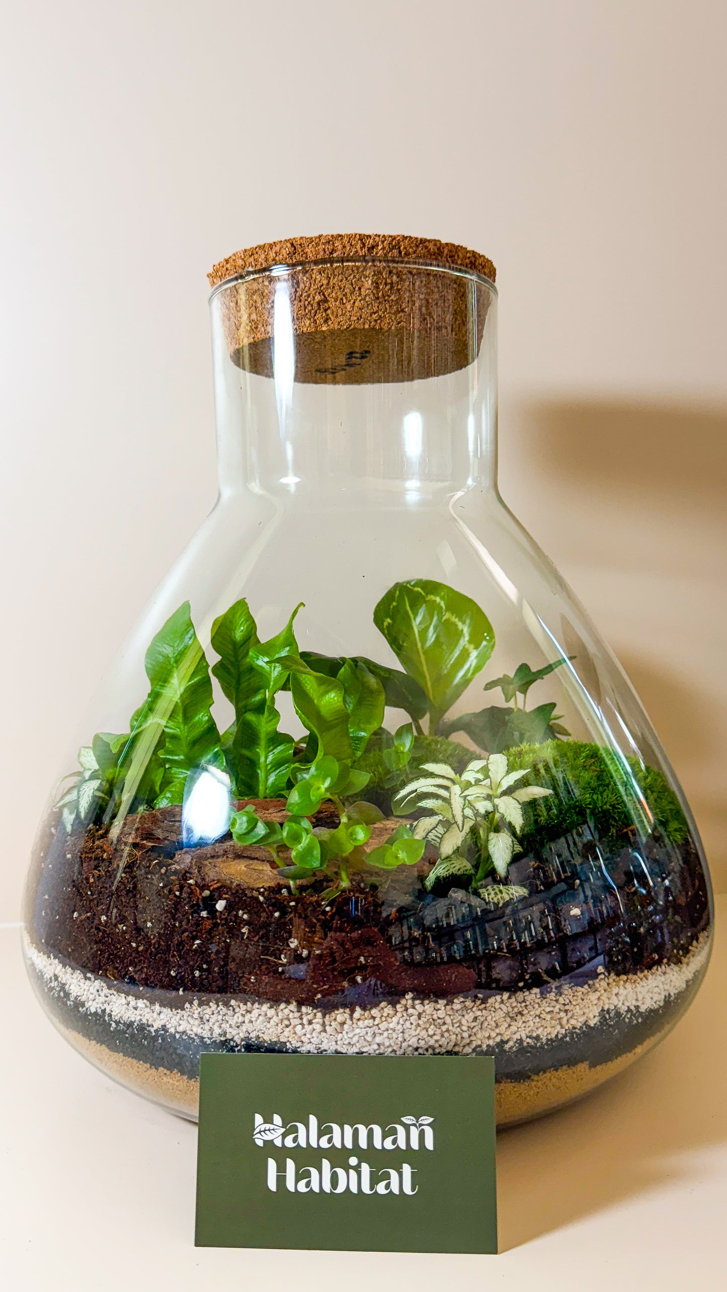 Plant Terrarium In Glass - Tomáš