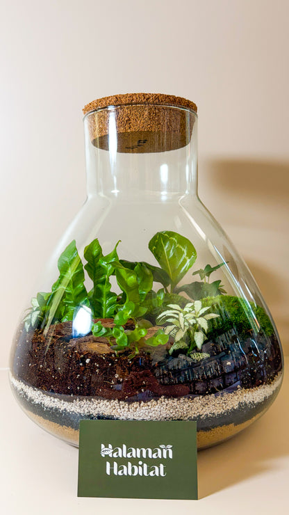 Plant Terrarium In Glass - Tomáš