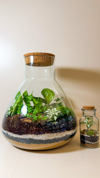 Plant Terrarium In Glass - Tomáš