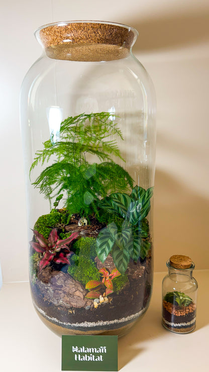 Plant Terrarium In Glass - Radka