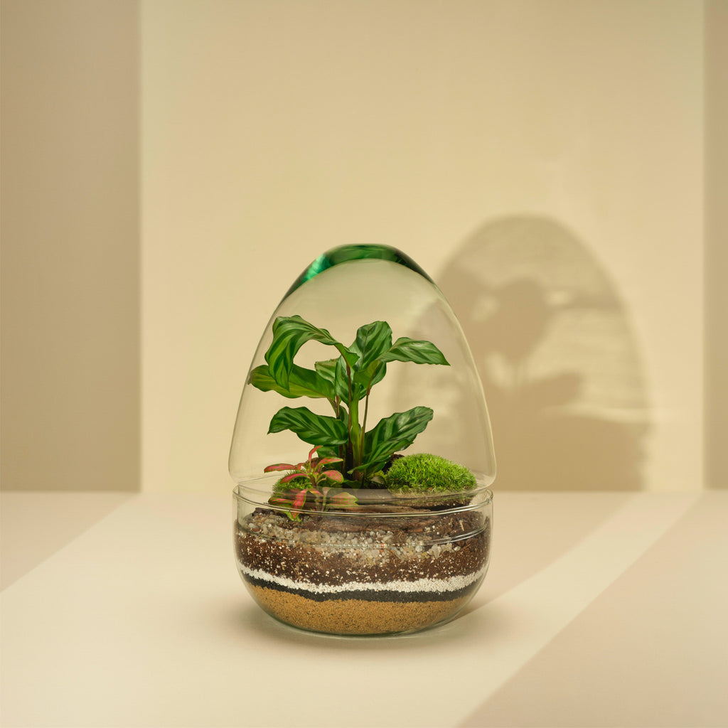 Plant Terrarium In Glass - Jordan